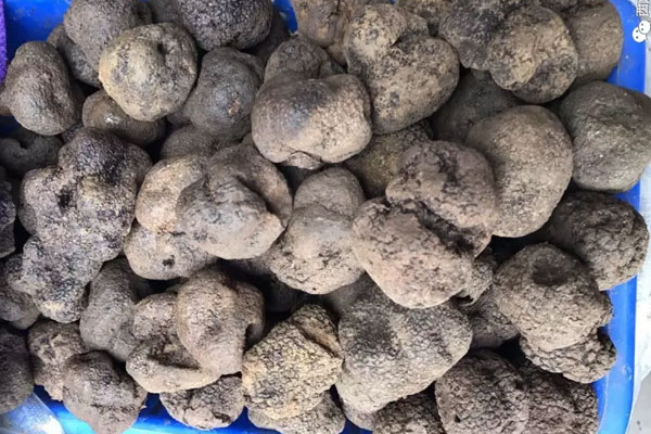 松露可以抗腫瘤嗎，松露能保護(hù)肝臟嗎