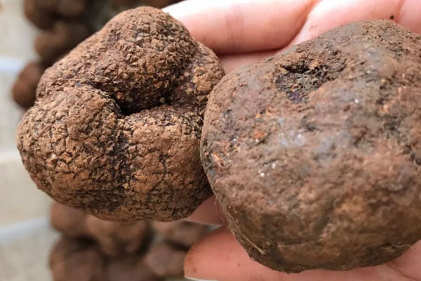 世界知名松露產(chǎn)區(qū) 世界知名松露產(chǎn)區(qū)