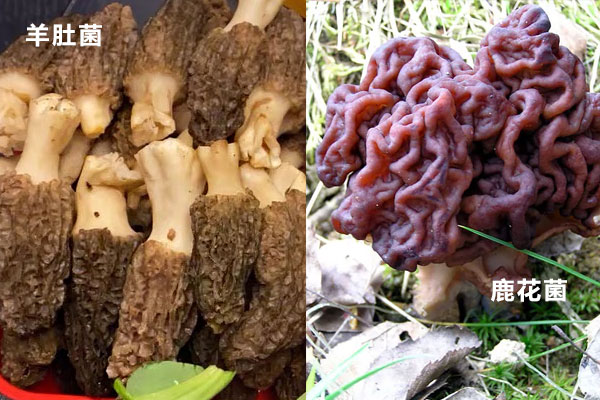 羊肚菌和鹿花菌的區(qū)別，羊肚菌能生吃嗎