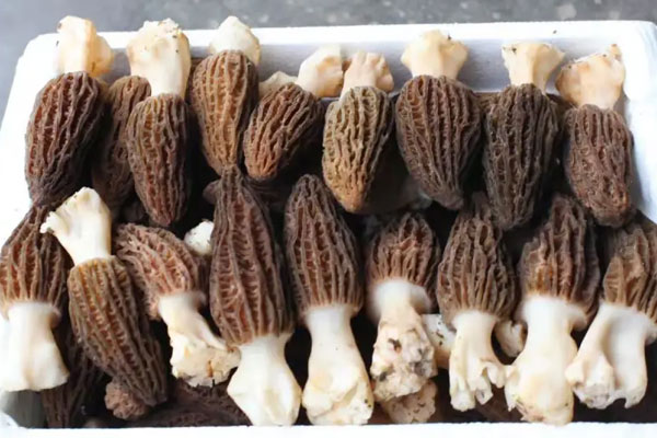 羊肚菌包餃子好吃嗎，羊肚菌餃子怎么做