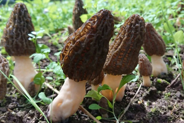 陰虛火旺能不能吃羊肚菌，胃炎為什么不能吃羊肚菌