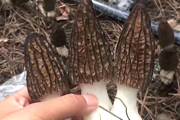 胃不好的人能吃羊肚菌嗎，胃糜爛可以吃羊肚菌嗎