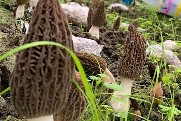 寶寶腸胃不好可以吃羊肚菌嗎，腸胃炎可以吃羊肚菌嗎