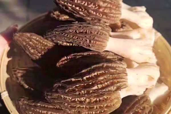 怎么看羊肚菌是好是差，什么樣的羊肚菌是壞的