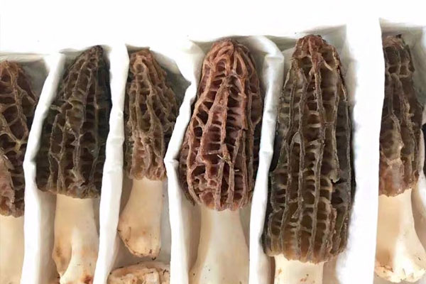 羊肚菌濕氣重嗎，濕氣重可以吃羊肚菌嗎