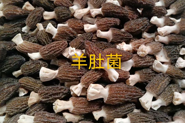 羊肚菌可以養(yǎng)胃嗎 羊肚菌可以養(yǎng)胃嗎