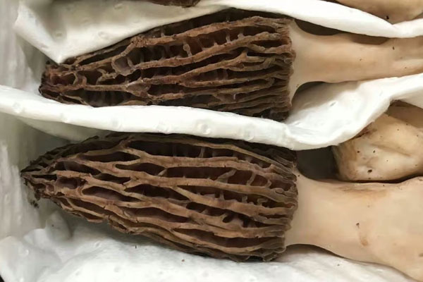 吃完鮮羊肚菌想咳嗽，吃了羊肚菌肚子疼怎么辦