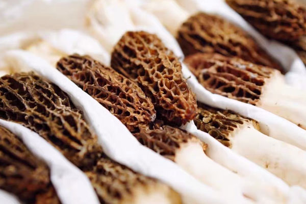 吃羊肚菌過敏出現(xiàn)紅疹怎么辦，羊肚菌屬過敏食品嗎