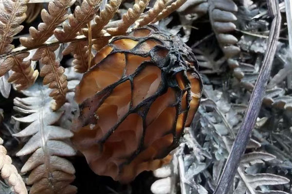 過敏期間能不能吃羊肚菌，過敏性鼻炎能吃羊肚菌嗎