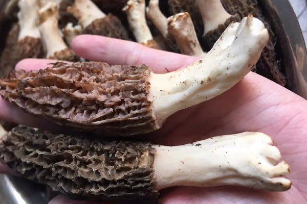 羊肚菌放冰箱10天還能吃嗎 羊肚菌放冰箱10天還能吃嗎