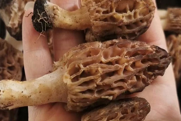 過敏性咳嗽可以吃羊肚菌嗎，羊肚菌過敏體質(zhì)能吃嗎