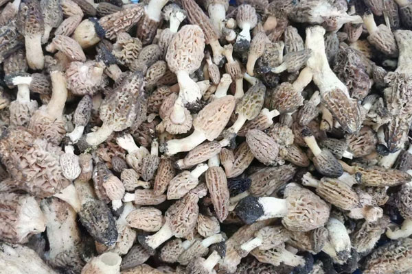 羊肚菌要洗多少次才能吃 羊肚菌要洗多少次才能吃