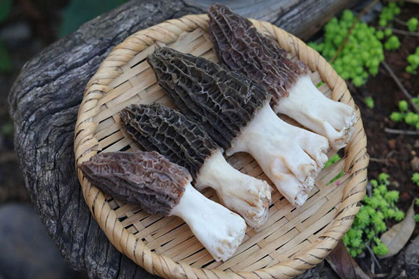 海鮮過敏可以吃羊肚菌嗎，過敏性紫癜可以吃羊肚菌嗎