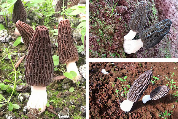 咳嗽有痰能吃羊肚菌嗎，紅斑狼瘡可以吃羊肚菌嗎