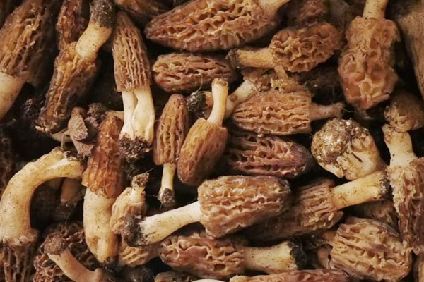 羊肚菌的桿莖能吃嗎，羊肚菌是發(fā)物嗎