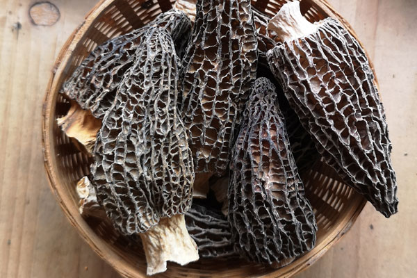 羊肚菌是不是發(fā)物 羊肚菌是不是發(fā)物