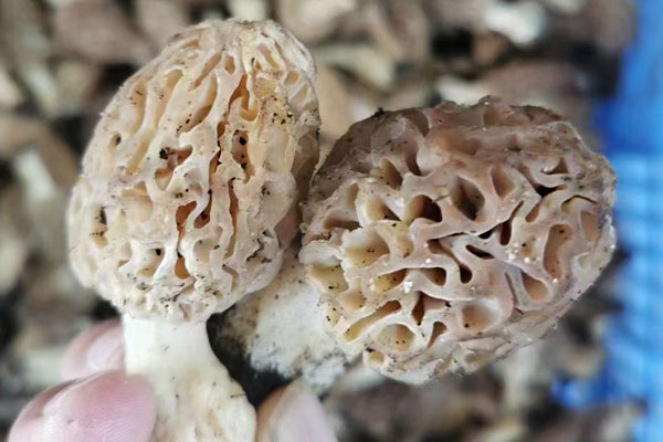 羊肚菌豬肚雞湯熱量高嗎 羊肚菌豬肚雞湯熱量高嗎