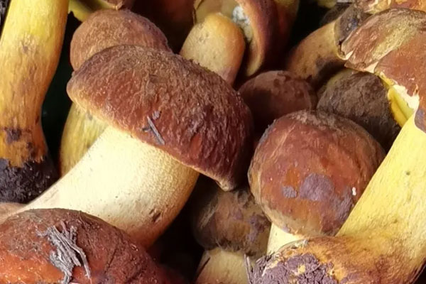 蔥炒牛肝菌的食用禁忌 蔥炒牛肝菌的食用禁忌