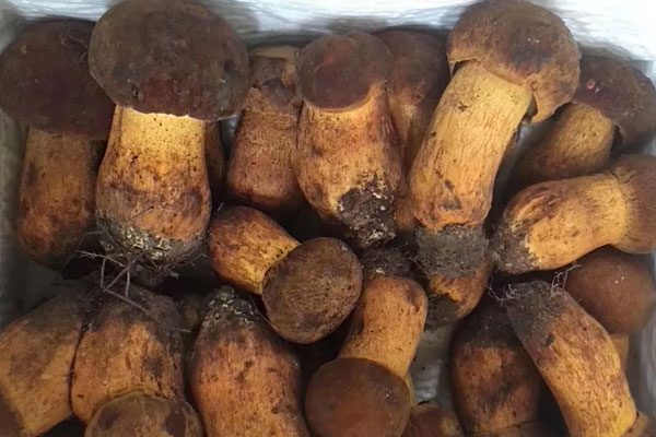 蔥炒牛肝菌的功效作用 蔥炒牛肝菌的功效作用