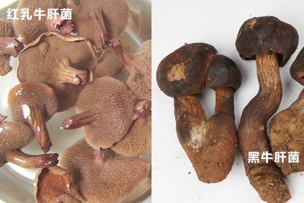 紅乳牛肝菌與牛肝菌的區(qū)別，牛肝菌煮熟后是紅色