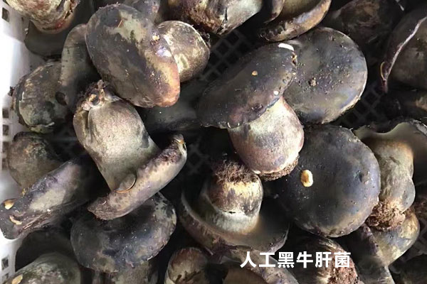 人工種植牛肝菌有沒(méi)有毒 人工種植牛肝菌有沒(méi)有毒