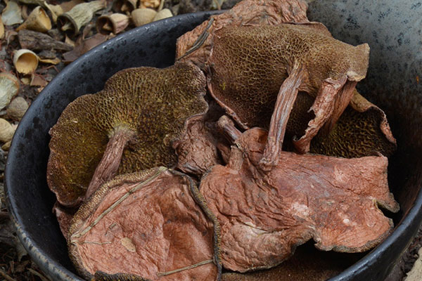 干的紅乳牛肝菌有毒嗎，人工種植牛肝菌有毒嗎
