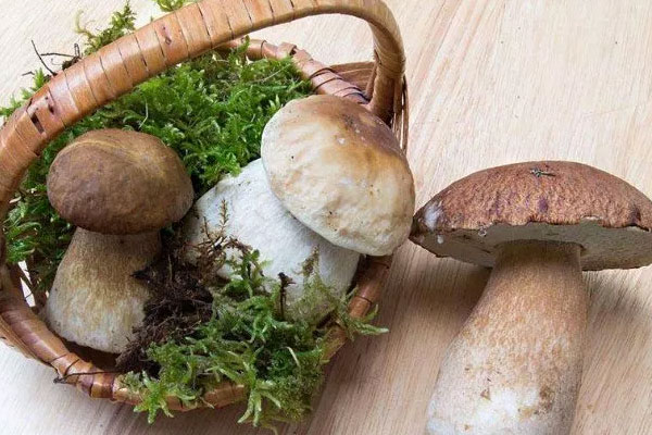 新鮮牛肝菌要不要焯水