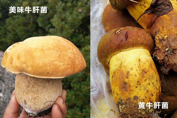 美味牛肝菌和黃牛肝的區(qū)別，新鮮牛肝菌要焯水嗎