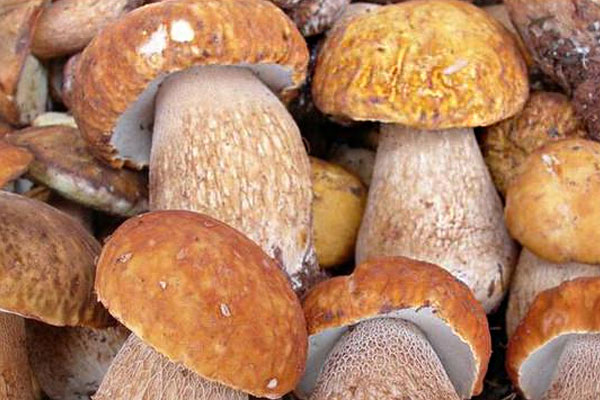 新鮮牛肝菌放久了能吃嗎，大腳菌煮多久可以吃