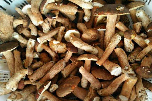 大腳菌燉雞可以蓋鍋蓋嗎，牛肝菌是滑滑的口感嗎