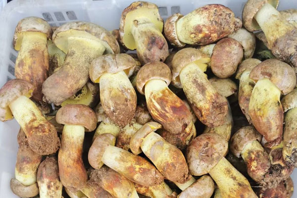 牛肝菌焯水變小了，新鮮牛肝菌刀切后變色了