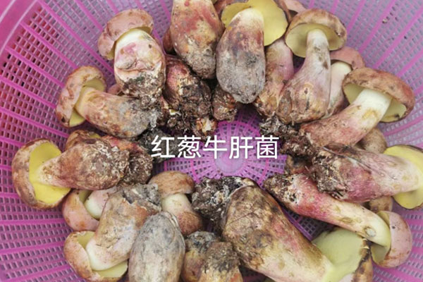 新鮮牛肝菌用刀切后變色了正常嗎