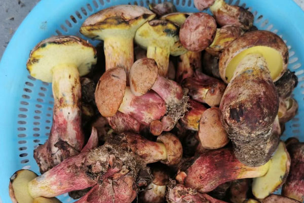 牛肝菌有沒有保質(zhì)期 牛肝菌有沒有保質(zhì)期