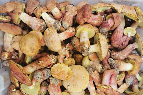 牛肝菌變軟了還能吃嗎，牛肝菌有保質(zhì)日期嗎