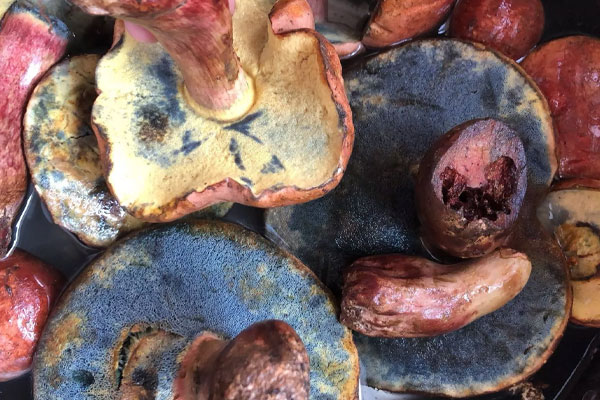 紅蔥牛肝菌的清洗方法