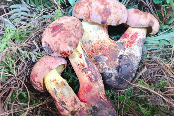 紅蔥牛肝菌能生吃嗎 紅蔥牛肝菌能生吃嗎