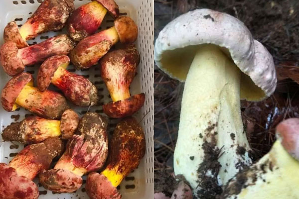 紅蔥、白蔥牛肝菌的區(qū)別，紅蔥牛肝菌可以生吃嗎