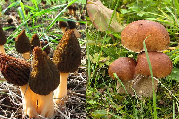 羊肚菌和牛肝菌哪個(gè)更好吃 羊肚菌和牛肝菌哪個(gè)更好吃