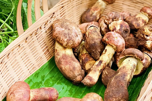 哪幾種牛肝菌可以吃，牛肝菌發(fā)苦能吃嗎