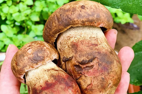 香煎牛肝菌需要焯水嗎，牛肝菌炒之前需要焯水嗎