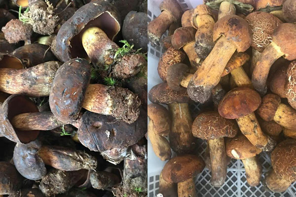 黃牛肝菌和黑牛肝菌哪個好 黃牛肝菌和黑牛肝菌哪個好