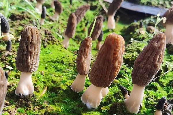 羊肚菌含雌激素嗎，羊肚菌含維生素B12嗎