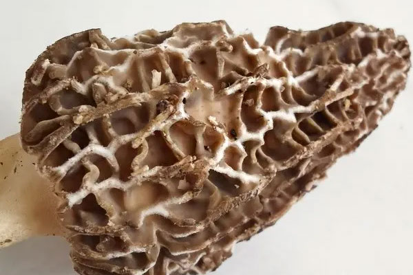 吃羊肚菌可以補維生素D嗎，羊肚菌能減肥嗎