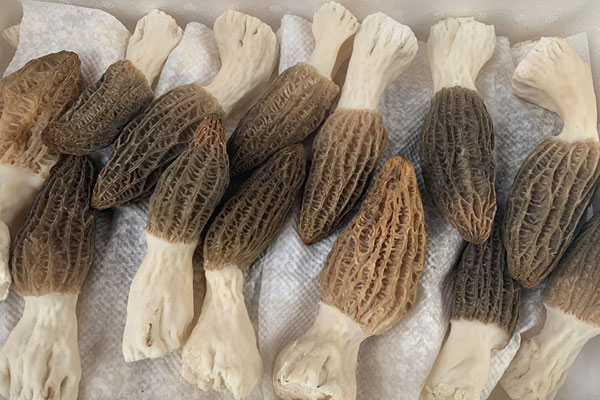 新鮮羊肚菌的挑選方法 新鮮羊肚菌的挑選方法