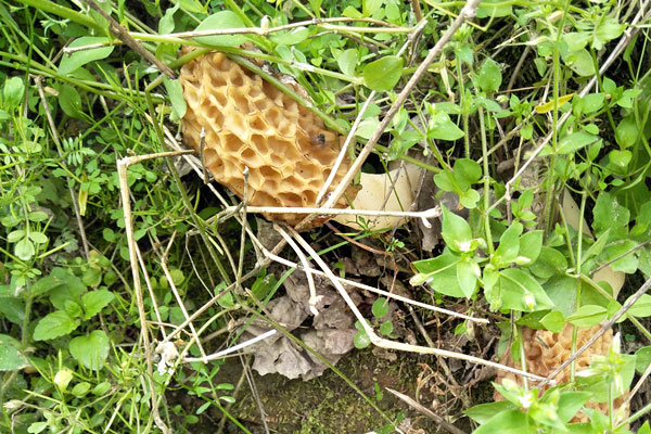 血脂高能吃羊肚菌嗎，血壓低可以吃羊肚菌嗎