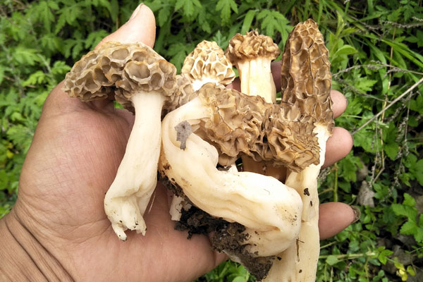 腦出血康復期間可以吃羊肚菌嗎，羊肚菌心臟不好能吃嗎