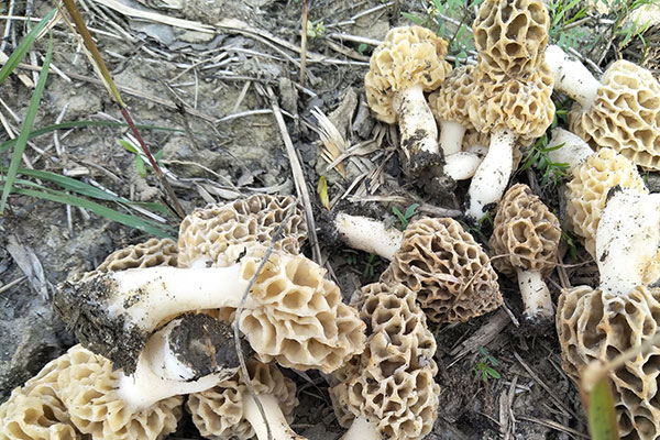 甲亢能不能吃羊肚菌，羊肚菌甲狀腺患者能吃嗎