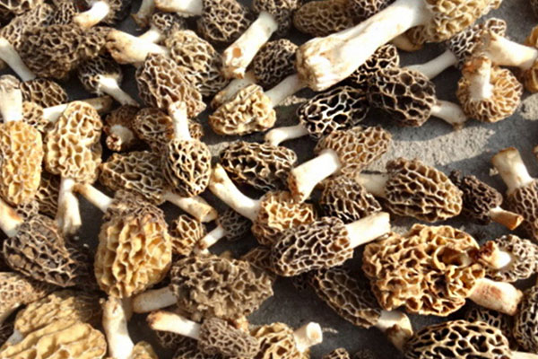 羊肚菌好不好消化，羊肚菌可以調理腸胃嗎