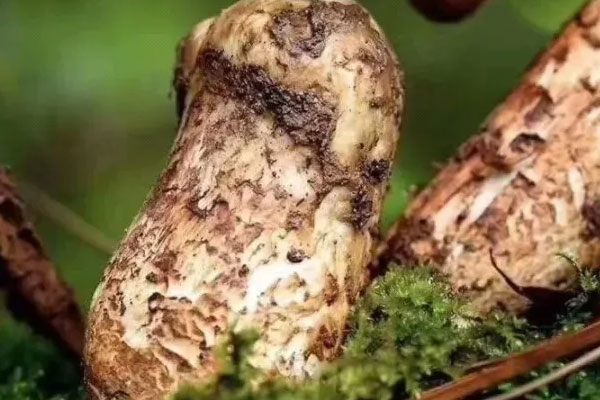 松茸開花了營養(yǎng)價值會降低嗎，姬松茸和松茸的區(qū)別