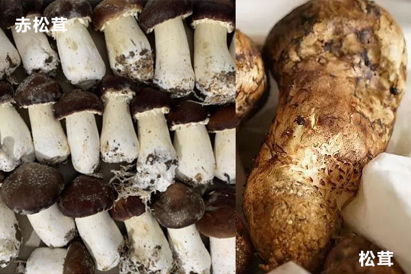 赤松茸和松茸一樣嗎，干松茸湯的做法